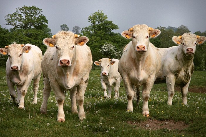 How to save the planet: 20 simple things anyone can do