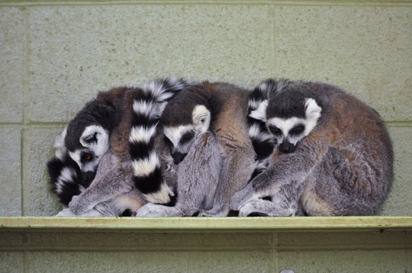 Hug Day for Our Little Brothers