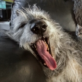 Huge, funny, kind: 45 Irish wolfhounds that will impress with their size Huge, funny, kind: 45 Irish wolfhounds that will impress with their size