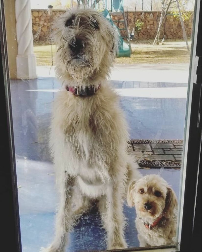 Huge, funny, kind: 45 Irish wolfhounds that will impress with their size