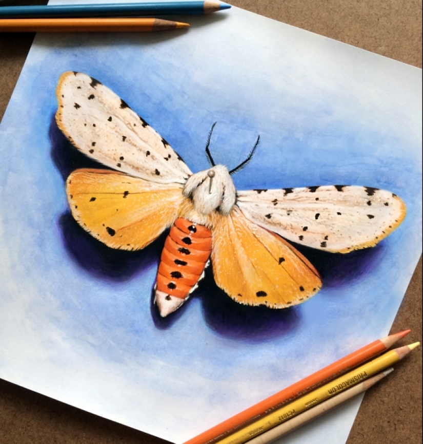 Hyperrealistic drawings by Morgan Davidson in colored pencils Hyperrealistic drawings by Morgan Davidson in colored pencils