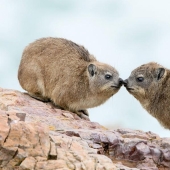 Hyraxes are furry relatives of elephants that live in burrows. Hyraxes are furry relatives of elephants that live in burrows.