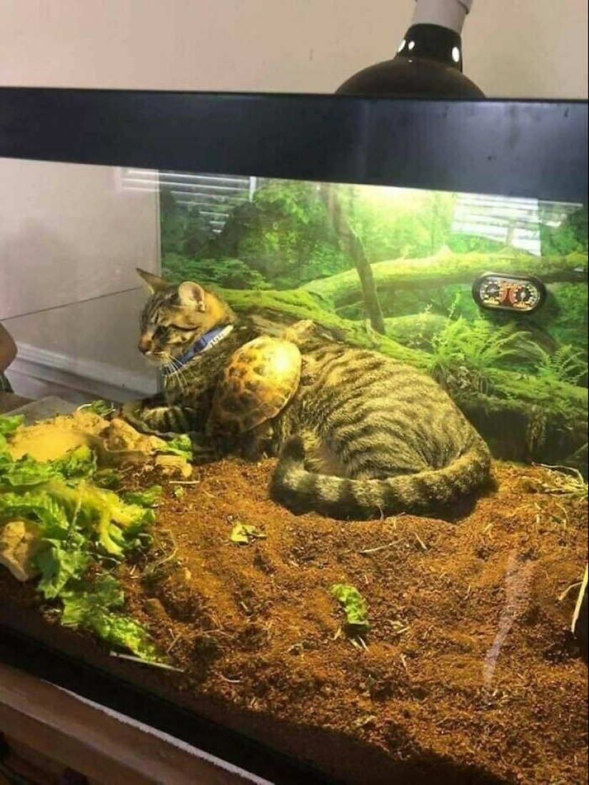 "I am a cat. I'm so comfy": 20+ cats who found themselves in the most unexpected places