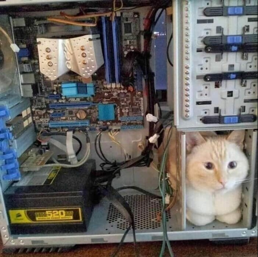 "I am a cat. I'm so comfy": 20+ cats who found themselves in the most unexpected places