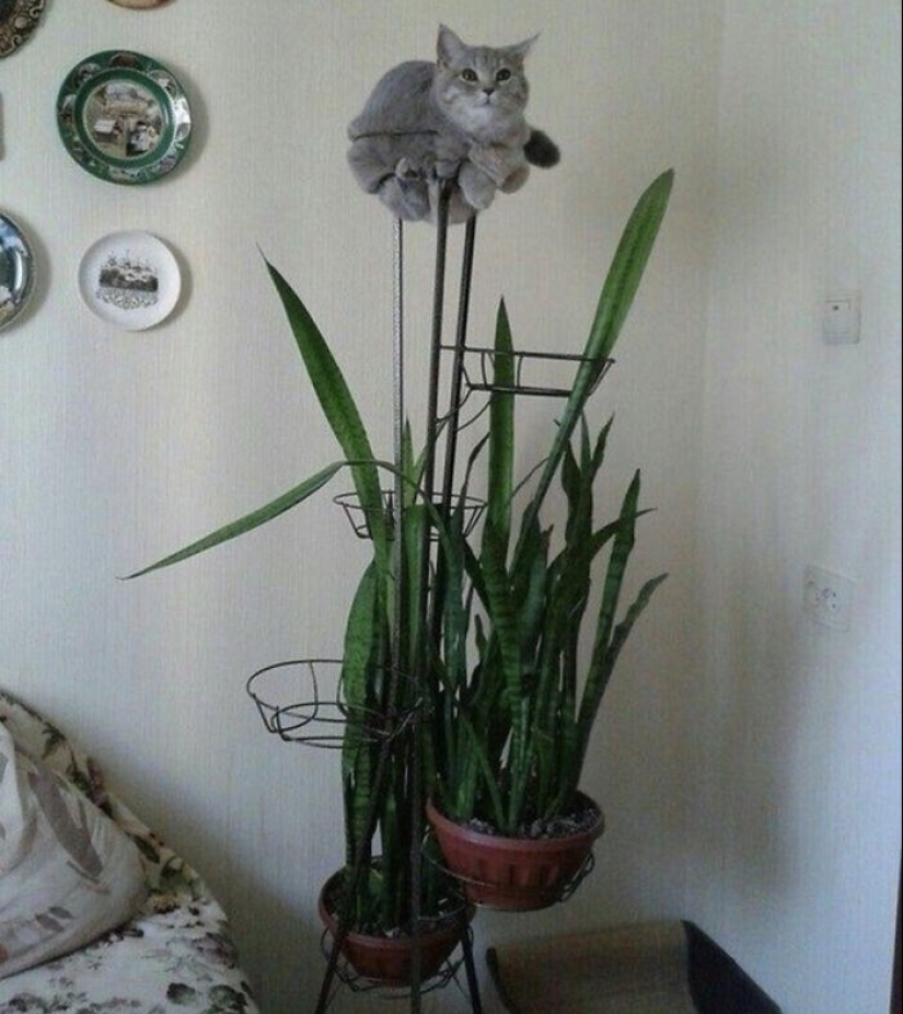 "I am a cat. I'm so comfy": 20+ cats who found themselves in the most unexpected places