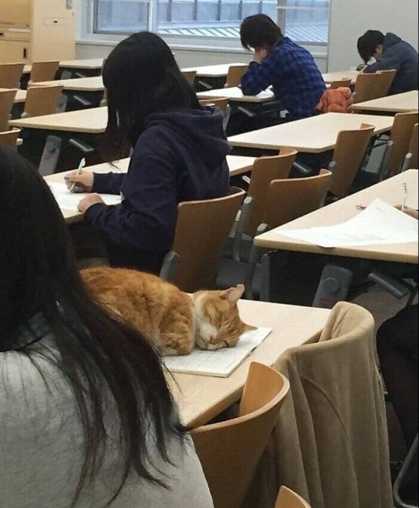 "I am a cat. I'm so comfy": 20+ cats who found themselves in the most unexpected places