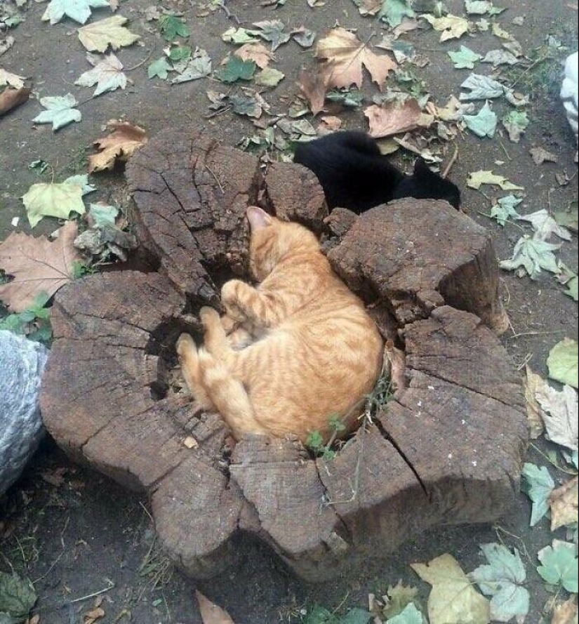 "I am a cat. I'm so comfy": 20+ cats who found themselves in the most unexpected places