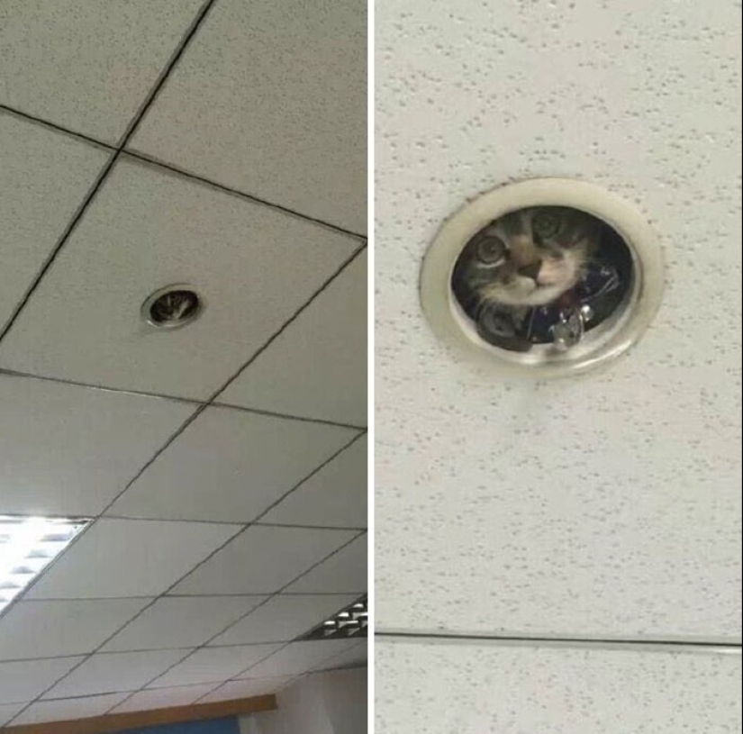 "I am a cat. I'm so comfy": 20+ cats who found themselves in the most unexpected places