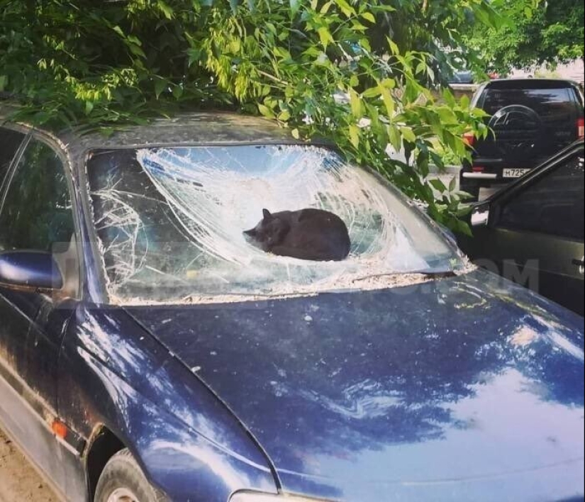 "I am a cat. I'm so comfy": 20+ cats who found themselves in the most unexpected places