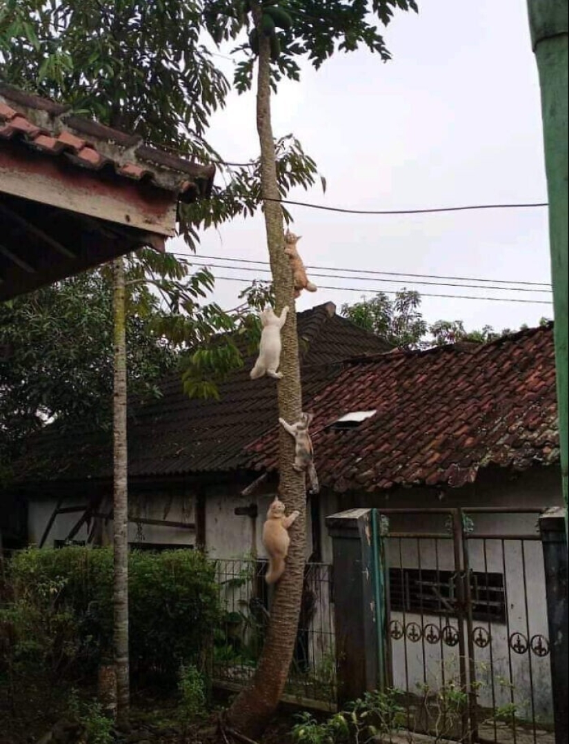 "I am a cat. I'm so comfy": 20+ cats who found themselves in the most unexpected places