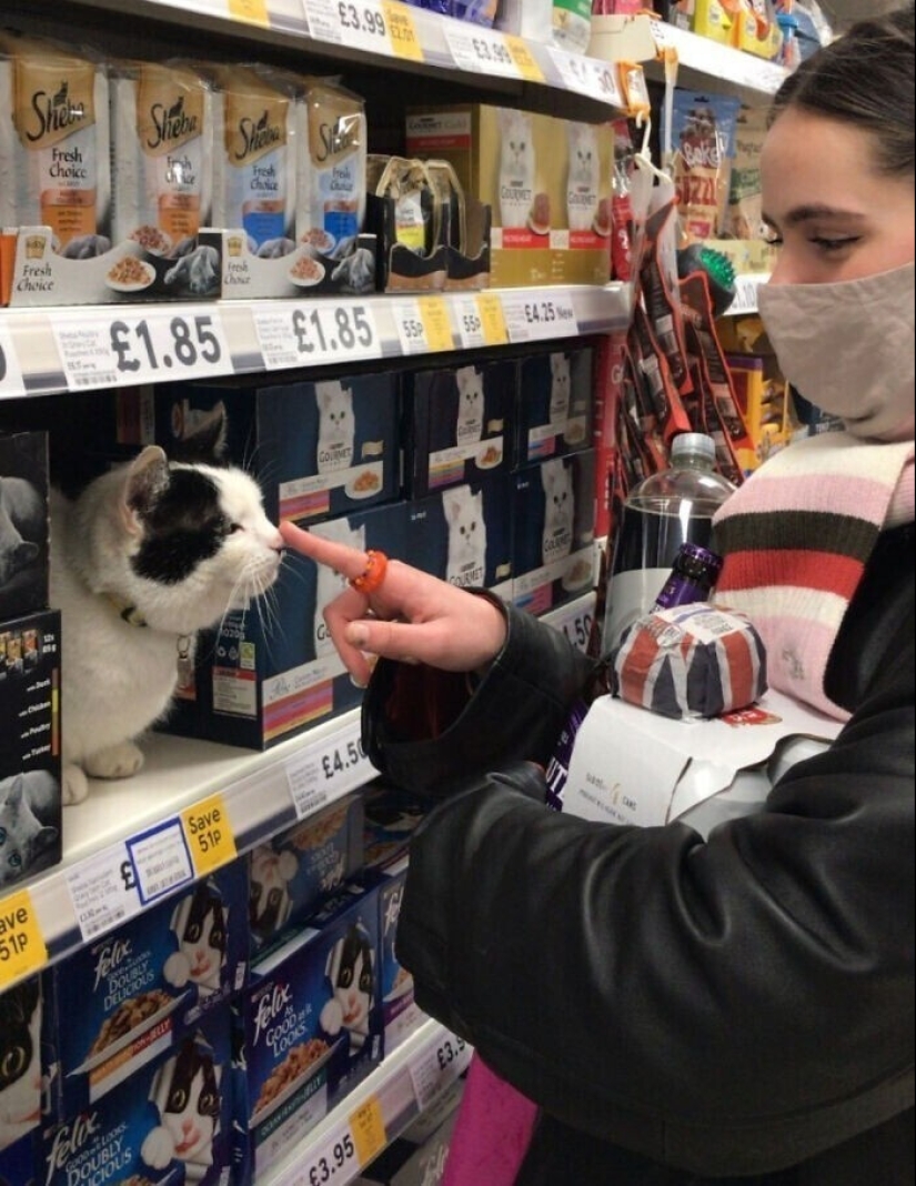 "I am a cat. I'm so comfy": 20+ cats who found themselves in the most unexpected places
