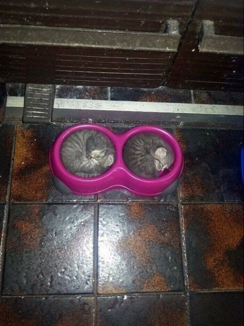 "I am a cat. I'm so comfy": 20+ cats who found themselves in the most unexpected places