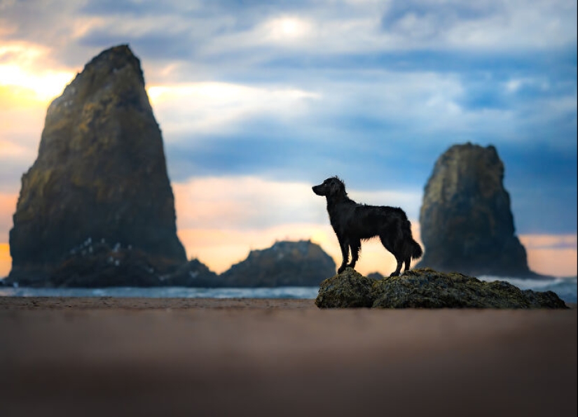 I Am A Pet Photographer From British Columbia, And Here Are 10 Of My Favorite Dog Shots I Am A Pet Photographer From British Columbia, And Here Are 10 Of My Favorite Dog Shots