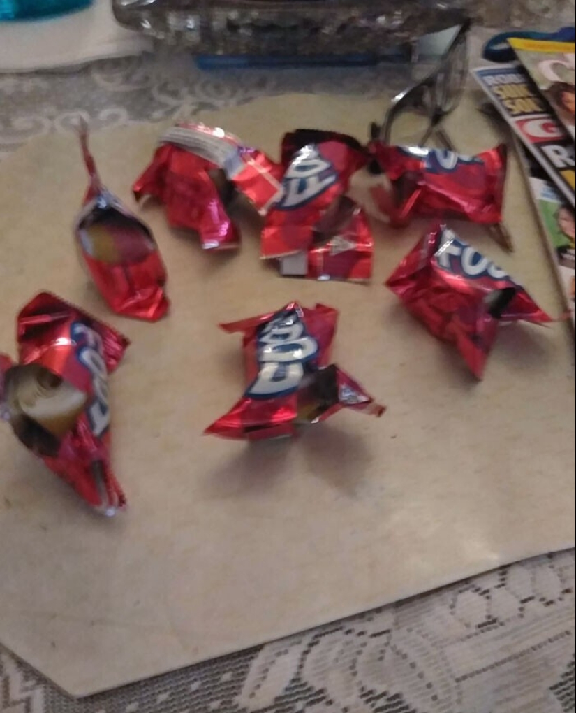 "I live with a monster!" 35 photos of complete chaos from the kings of the mess