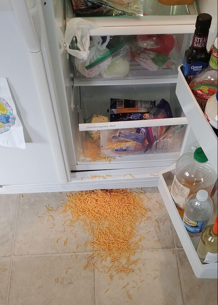 "I live with a monster!" 35 photos of complete chaos from the kings of the mess