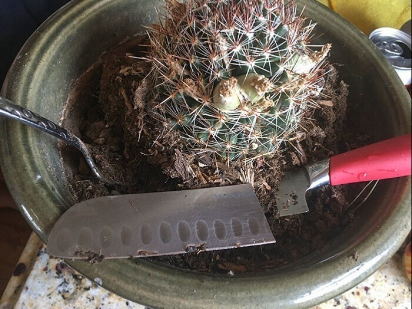 "I live with a monster!" 35 photos of complete chaos from the kings of the mess