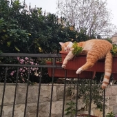 Ideal places to relax — version for cats Ideal places to relax — version for cats