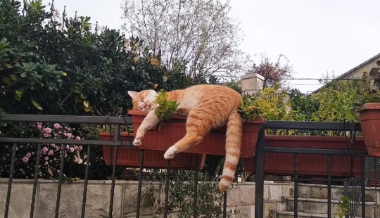 Ideal places to relax — version for cats