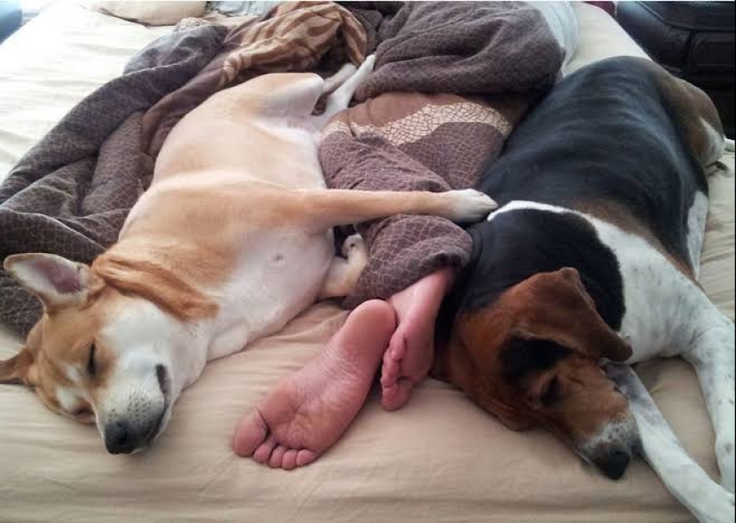 If Elephants don't Help: 24 Surefire Ways to Sleep, confirmed by scientific research