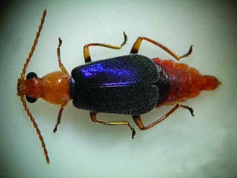 Ifrit de cabeza azul: un pequeño pájaro que mata con un toque