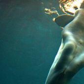 Illusion or anatomical feature: why the whales saw a human foot Illusion or anatomical feature: why the whales saw a human foot