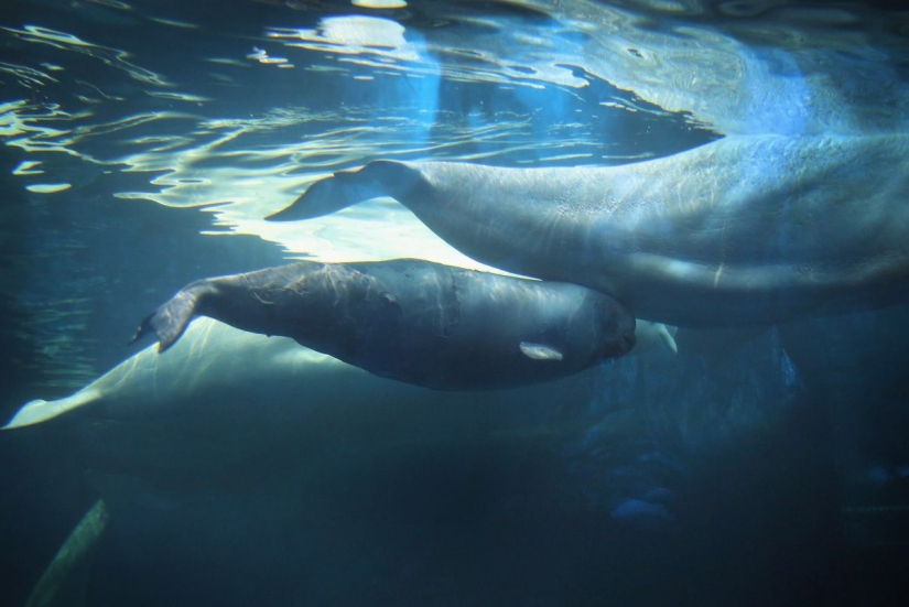 Illusion or anatomical feature: why the whales saw a human foot