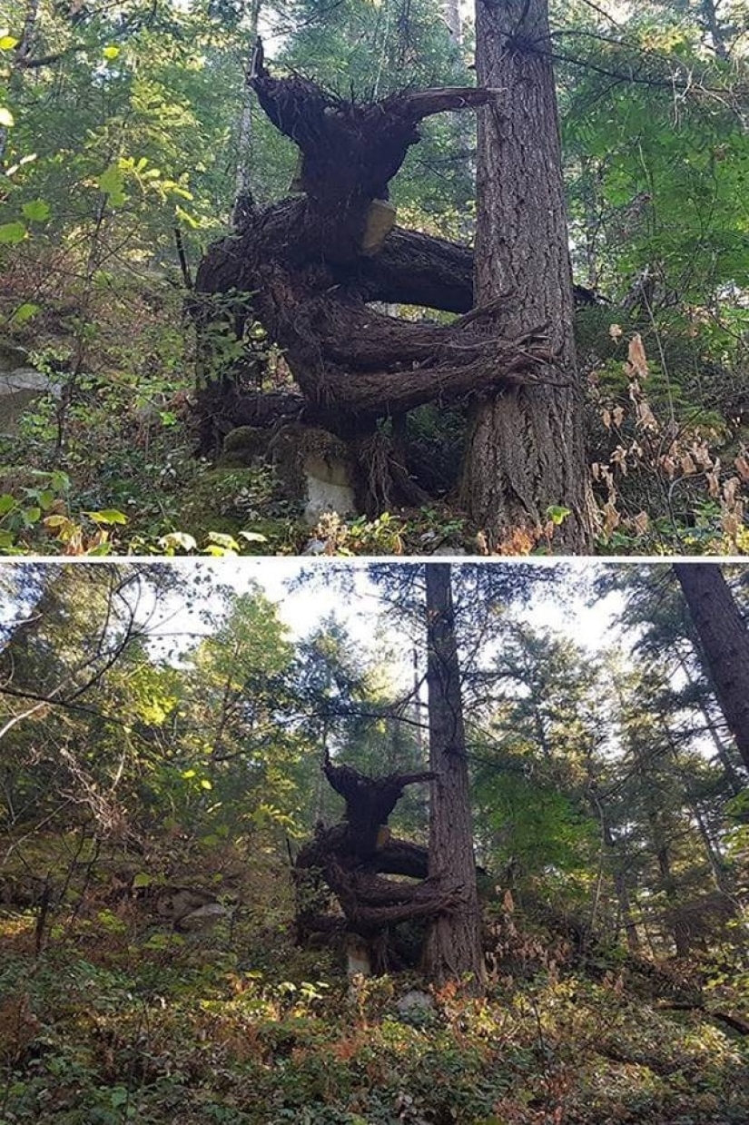 "Imagination Game" — 22 funny examples of pareidolic illusions "Imagination Game" — 22 funny examples of pareidolic illusions