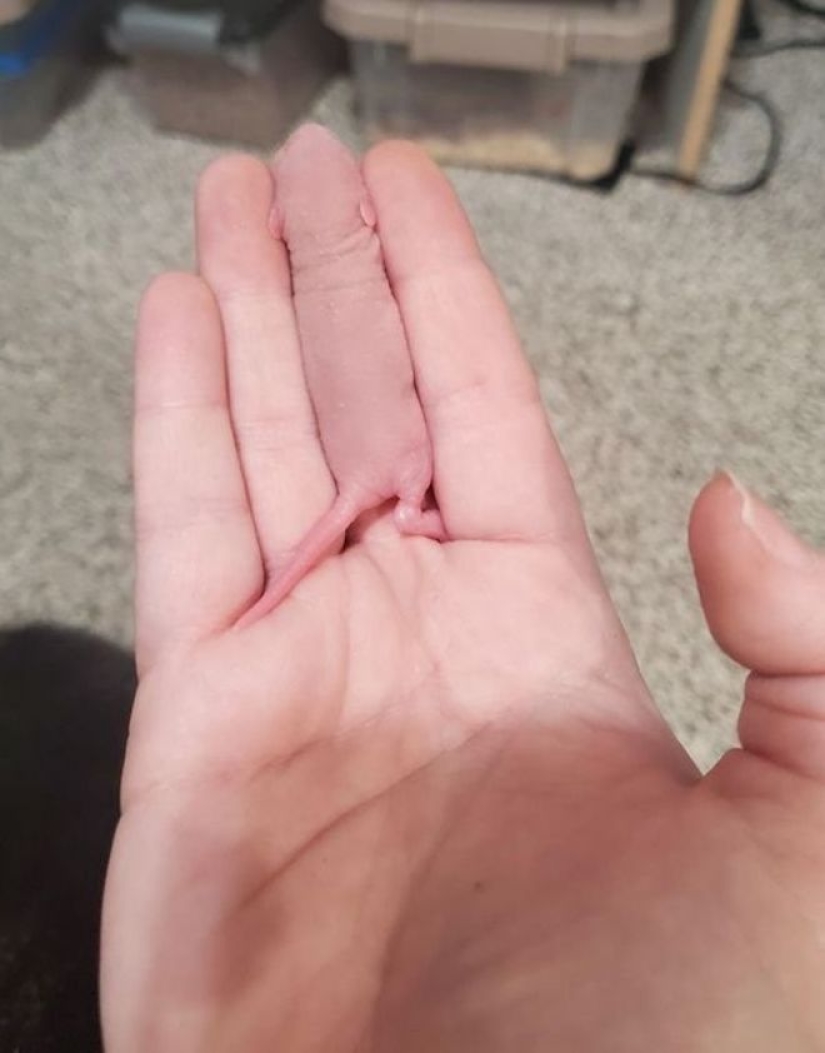 Imagination, what are you doing?! 22 photos that you need to look at several times