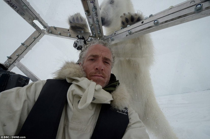 Imágenes escalofriantes de un oso polar tratando de devorar a un hombre