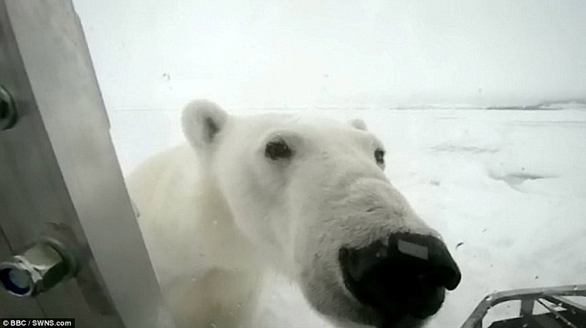 Imágenes escalofriantes de un oso polar tratando de devorar a un hombre
