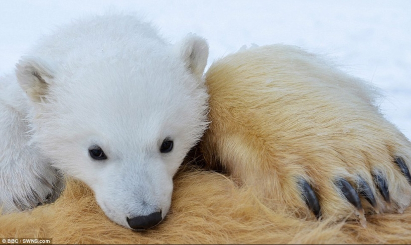 Imágenes escalofriantes de un oso polar tratando de devorar a un hombre