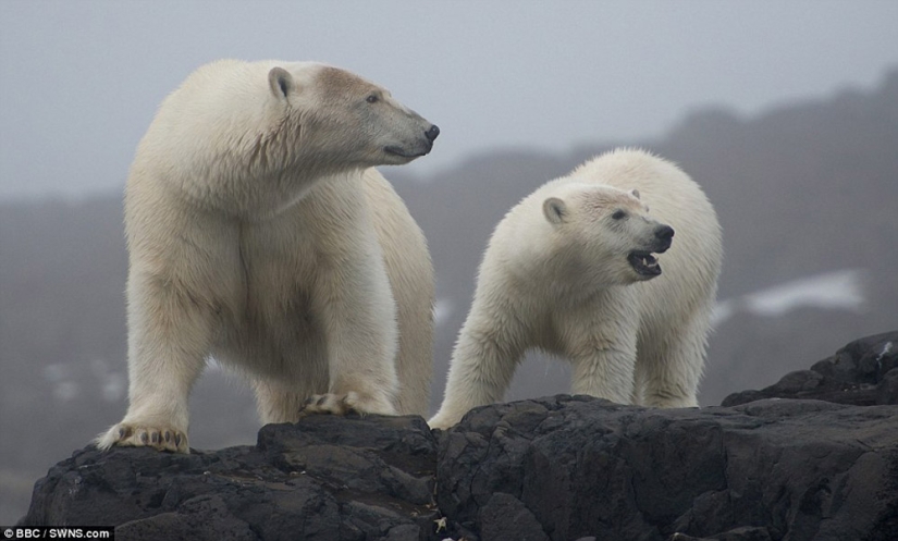 Imágenes escalofriantes de un oso polar tratando de devorar a un hombre