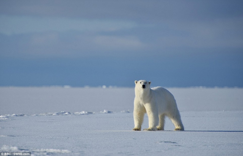 Imágenes escalofriantes de un oso polar tratando de devorar a un hombre