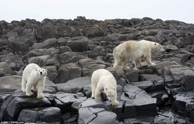Imágenes escalofriantes de un oso polar tratando de devorar a un hombre