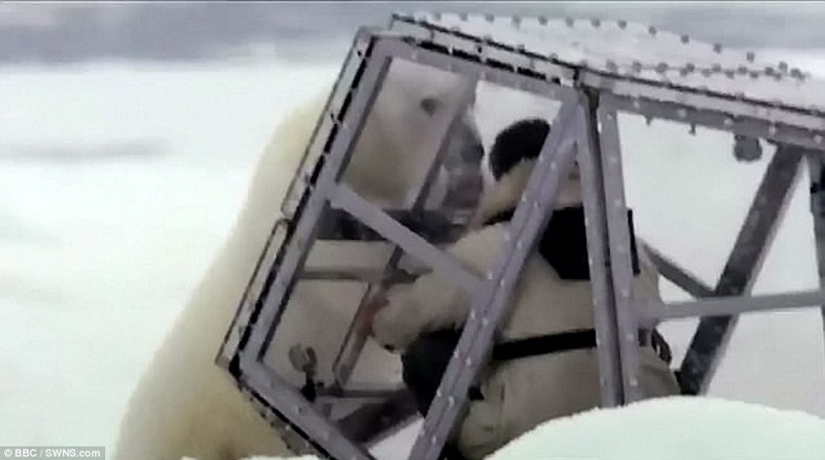 Imágenes escalofriantes de un oso polar tratando de devorar a un hombre