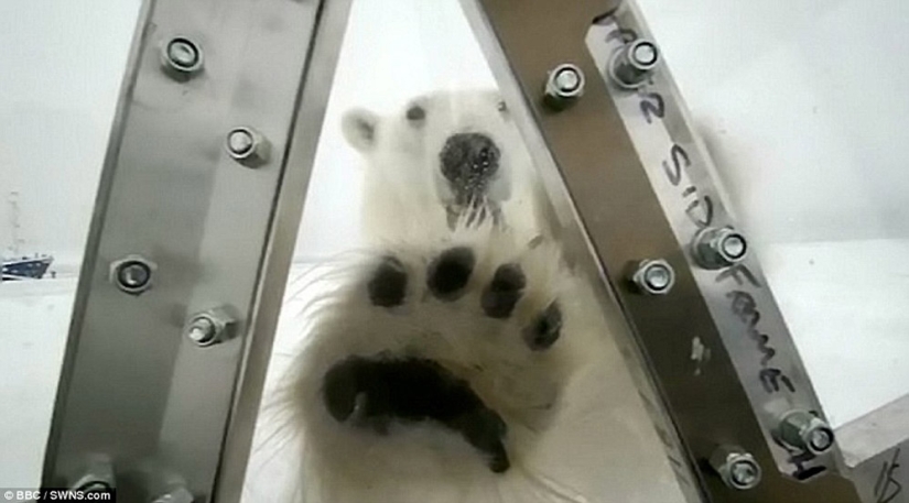 Imágenes escalofriantes de un oso polar tratando de devorar a un hombre