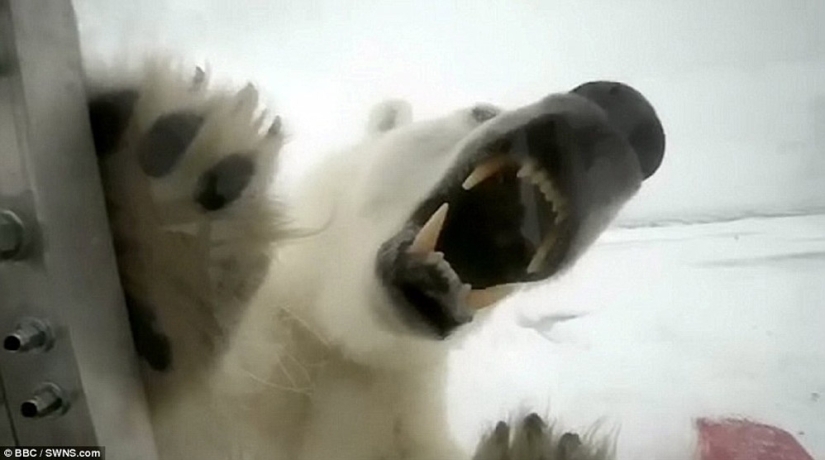 Imágenes escalofriantes de un oso polar tratando de devorar a un hombre