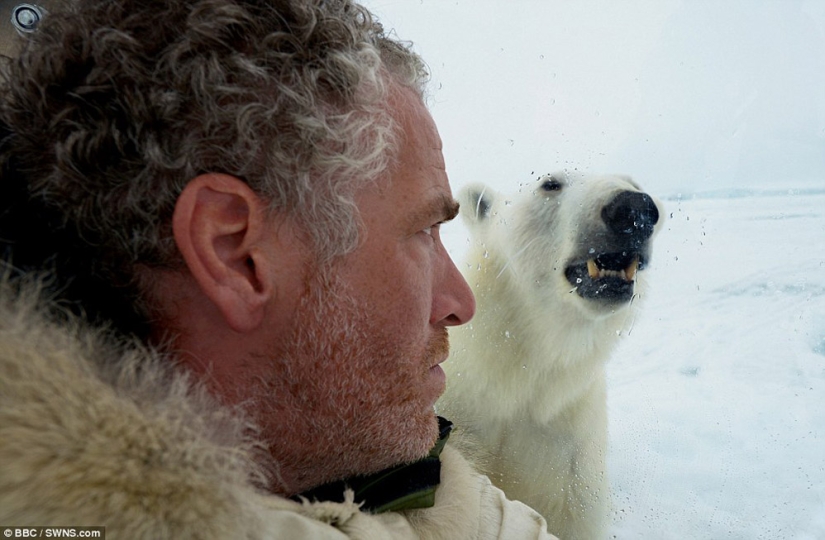 Imágenes escalofriantes de un oso polar tratando de devorar a un hombre