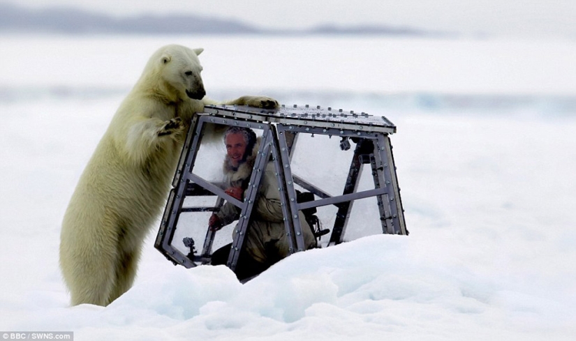 Imágenes escalofriantes de un oso polar tratando de devorar a un hombre