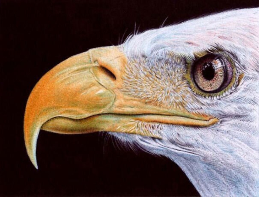 Impresionantes dibujos en bolígrafo de Samuel Silva