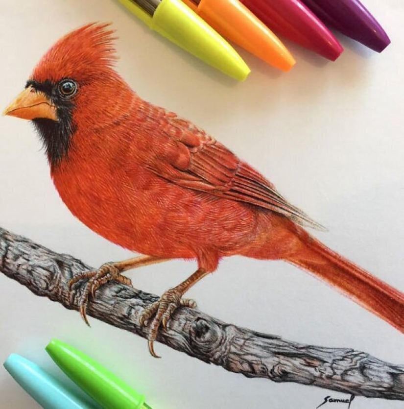 Impresionantes dibujos en bolígrafo de Samuel Silva