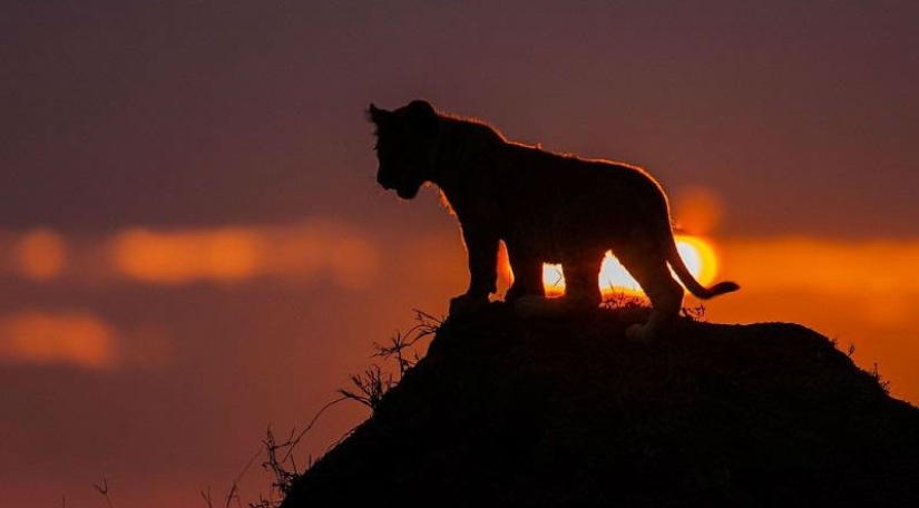Impresionantes puestas de sol Africanas por Paul Goldstein Impresionantes puestas de sol Africanas por Paul Goldstein