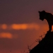 Impresionantes puestas de sol Africanas por Paul Goldstein Impresionantes puestas de sol Africanas por Paul Goldstein