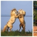 Impressive works of wildlife photographer Andrey Gudkov Impressive works of wildlife photographer Andrey Gudkov