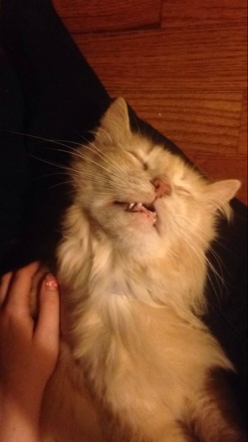 In a complete blackout: very sound asleep cats and cats with the most stupid muzzles