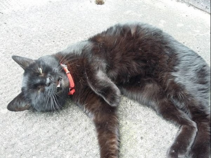 In a complete blackout: very sound asleep cats and cats with the most stupid muzzles