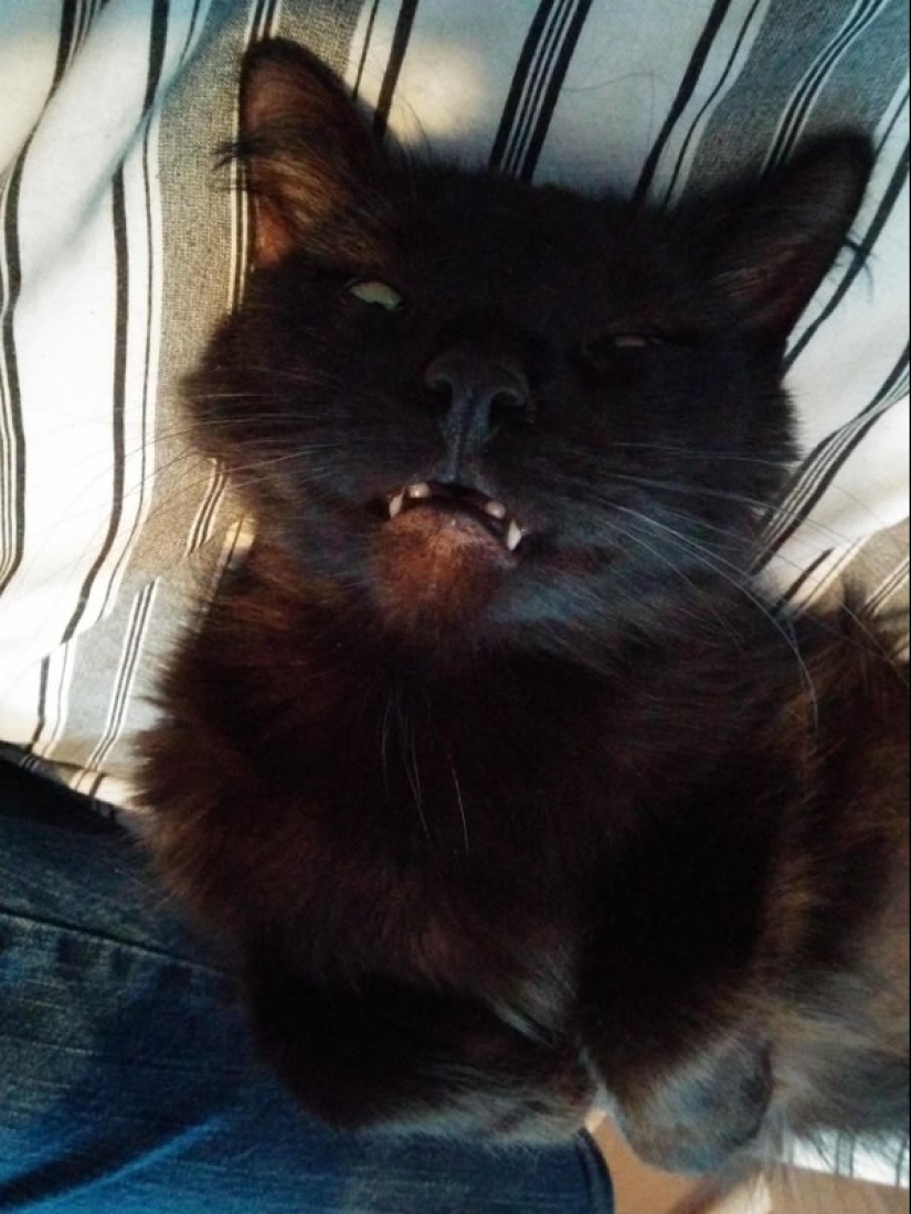 In a complete blackout: very sound asleep cats and cats with the most stupid muzzles