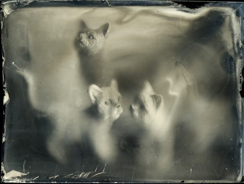 In the fairy world ambrotypes In the fairy world ambrotypes