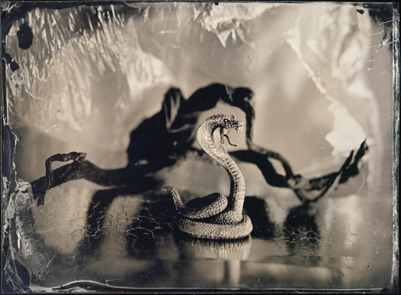In the fairy world ambrotypes In the fairy world ambrotypes