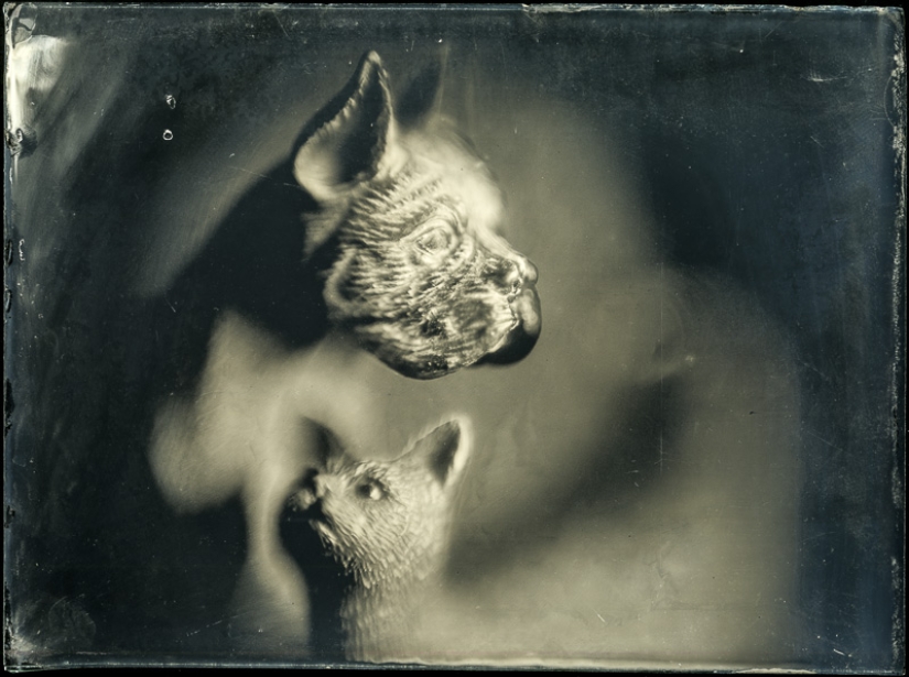 In the fairy world ambrotypes In the fairy world ambrotypes
